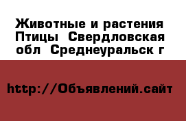 Животные и растения Птицы. Свердловская обл.,Среднеуральск г.